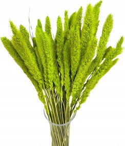 Setaria, kapilláris zöld szárított fű szárító csokor róka farok