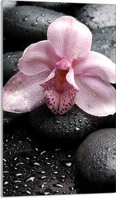 Üveg Vágódeszka 30x52 Orchidea Konyha