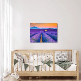 Kép - Levendula mező (70x50 cm)