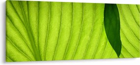 Kép - Zöld levél részlete (120x50 cm)