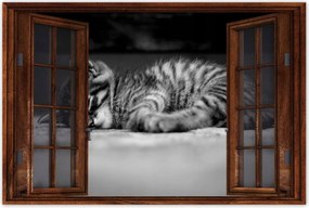 Poszterek 60x40 Cica Macska