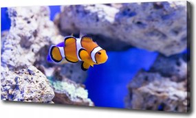 Canvas fotótapéta Bohóc korallzátony 100x70 cm