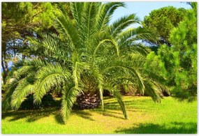 Poszterek 200x135 Trópusok Tájkép Pálmafák