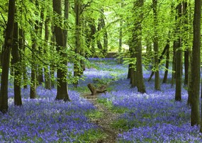 Poszter 42x29,7cm Ösvény az erdőben Bluebell, Assaf Frank