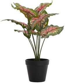 Műnövény (magasság 40 cm) Caladium – Light &amp; Living