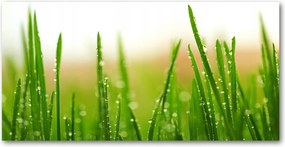 Fotó kép fotó edzett üveg Fű 140x70