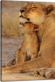 Vászonkép Oroszlán és oroszlánkölyök szavanna Natura 40x60 cm Ideális ajándék