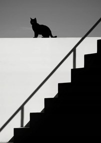 Poszter 29,7x42cm Sziluett és szimmetria