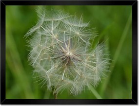 Poszterek keretben 40x30 Pitypang Virág Virágok