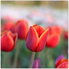 Poszterek 100x100 Tulipánok Virágok