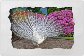 Poszterek 90x60 Madarak