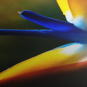 Kép - Egzotikus virág (120x50 cm)