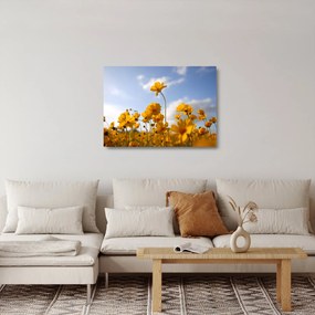 Fényes sárga virágokkal rendelkező mező képe (üvegen) (70x50 cm)