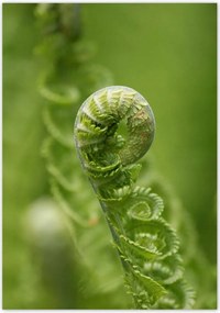 Poszterek 70x100 Páfrányok Erdő Zöld levél