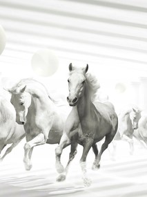 Fotótapéta lovak ló fotótapéta 206 x 275