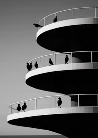 Poszter 64x90cm Holló árnyalatok