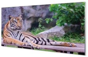 Üvegképek Tiger egy állatkertben 120x60cm