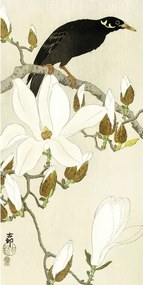 Myna On Magnolia Branch Festmény reprodukció, Ohara Koson, (20 x 40 cm)