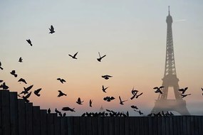 Fotográfia Eiffel Tower, Pigeons, Peter Cade