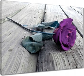 Vászonkép 50x40 Lila rózsa Padló