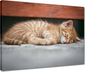 Vászonkép 40x30 Cica macska szépség
