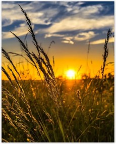 Poszterek 40x50 Naplemente a füvek között