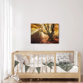 Kép - Őszi fény (70x50 cm)