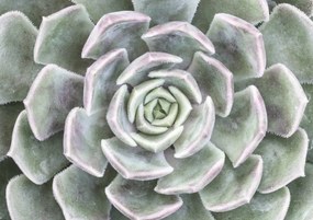 Poszter 84,1x59,4cm Pozsgás, Assaf Frank