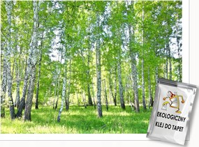 Fotótapéta Nyírfa Erdő Fák Nappali Hálószoba Fali Tapéta 250x175