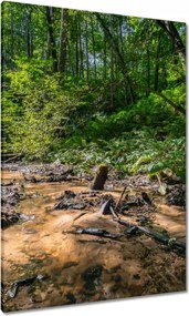 Vászonkép 70x100 Folyó Trópusi erdő