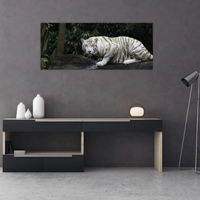 Kép - albínó tigris (120x50 cm)