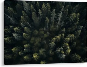 Kép - Forest (70x50 cm)