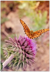 Poszterek 70x100 Pillangó