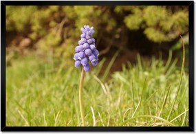 Poszter keretben 60x40 Lila virág