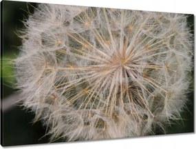 Vászonkép 90x60 Pitypang Virág Virágok