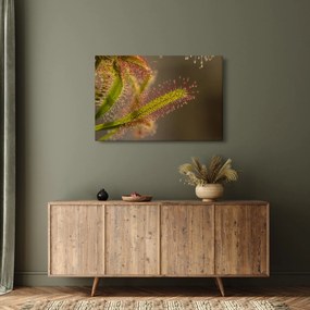 A növény képe (90x60 cm)