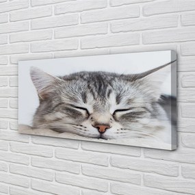 Canvas képek álmos macska 125x50 cm