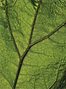 Flizelin fotótapéta Zöld Makro levél harmattal Bokeh 206x275 +ragasztó