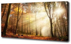 Feszített vászonkép Köd az erdőben oc-120624836