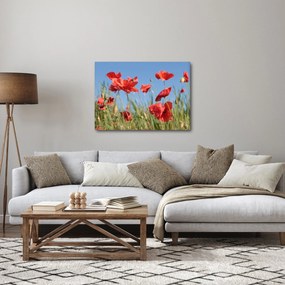 Kép - Pipacsok (70x50 cm)