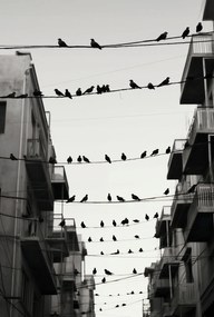 Poszter 61x90,5cm Városi motívum madarakkal