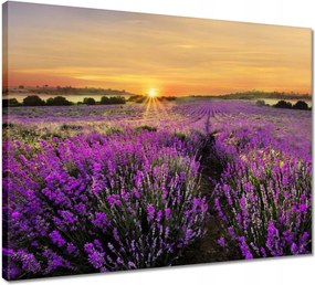 Vászonkép 50x40 Levendula Naplemente
