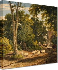 Vászonkép 60x60 Bárányok