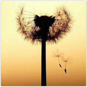 Poszterek 100x100 Pitypang Virág Virágok