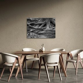 Üveg kép - A fa gyökerei (70x50 cm)