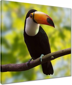 Vászonkép 40x40 Tukán az ágon