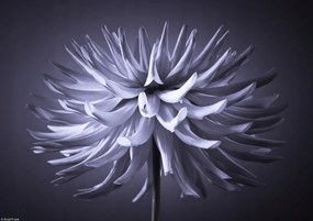 Poszter 29,7x21cm Dália virág 3, Assaf Frank