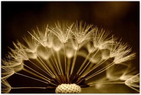 Poszterek 120x80 Pitypang VirĂĄg VirĂĄgok