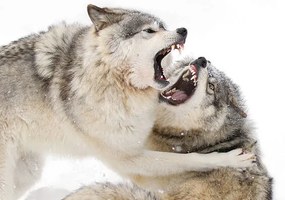 Fotográfia Timber wolves play fighting in the snow, Jim Cumming, (40 x 26.7 cm)