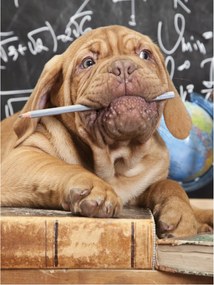 Fotótapéta kutya aranyos kutyus fotótapéta 184 x 254